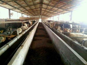 山東海水養(yǎng)殖技術(shù)研發(fā)的領(lǐng)軍者 國(guó)家級(jí)示范養(yǎng)殖基地探析