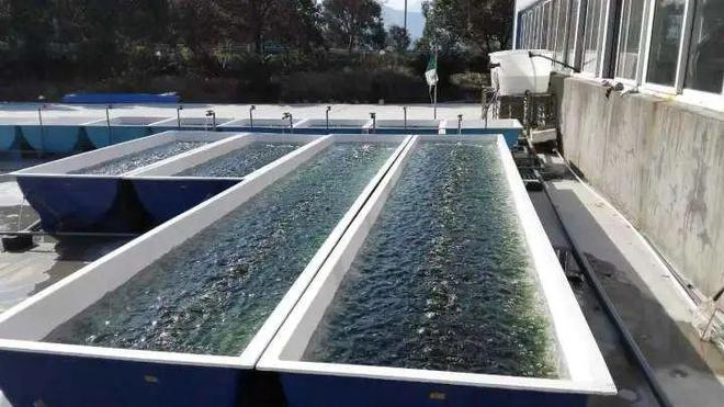 春日海味正當(dāng)時(shí) 象山海水養(yǎng)殖技術(shù)研發(fā)引領(lǐng)鮮味新篇章