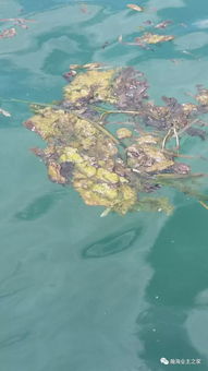 清水灣海洋生態之困 無序海水養殖的警示與治理路徑