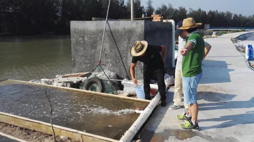 “共享池塘”引領海水養殖革新，天敵共存黑科技入選省級重點研發計劃