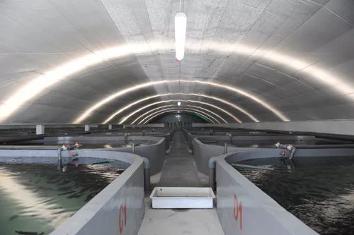 3條海魚10年增值300億，工業化養殖模式引領海水養殖新變革